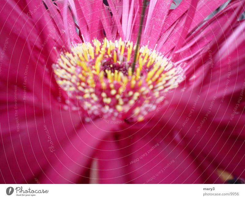 Gerbera pink Flower Blossom Pink Leaf Plant