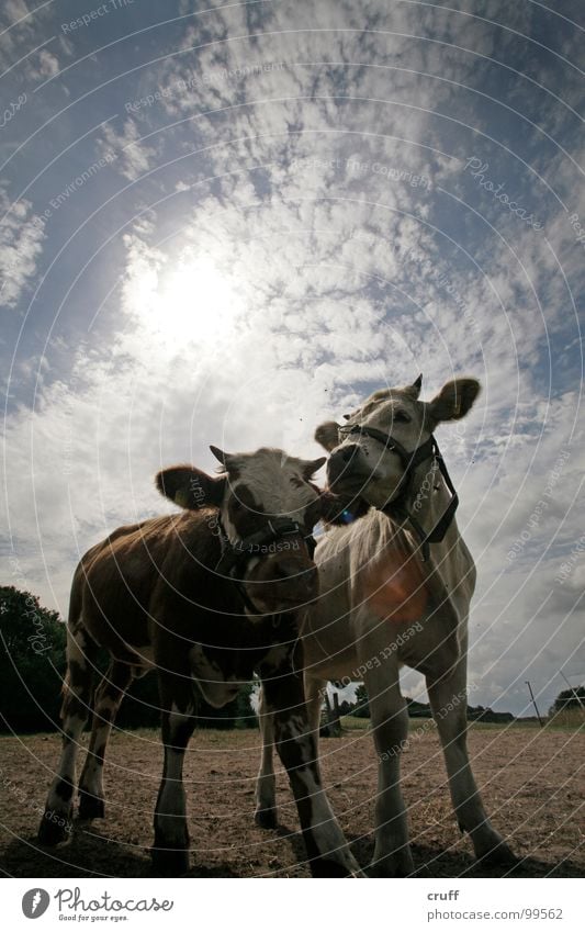 Cows'n'Clouds Calf Back-light Dairy Products Mammal Pasture Sky cows Calves field heaven backlight