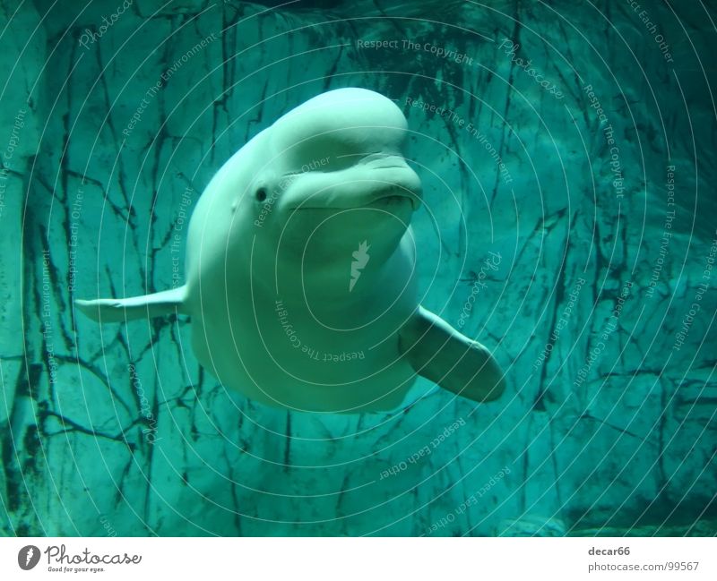 Beluga whale Colour photo Subdued colour Underwater photo Deserted Twilight Animal portrait Looking Aquarium Blue Authentic Relaxation Grinning Mammal fish sea