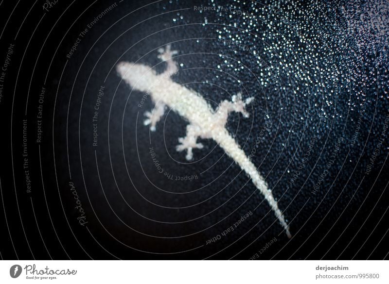 Waiting, geckos looking for food. Behind the bathroom window pane. Queensland / Australia There are about 1200 species Joy Life Body Summer Beautiful weather