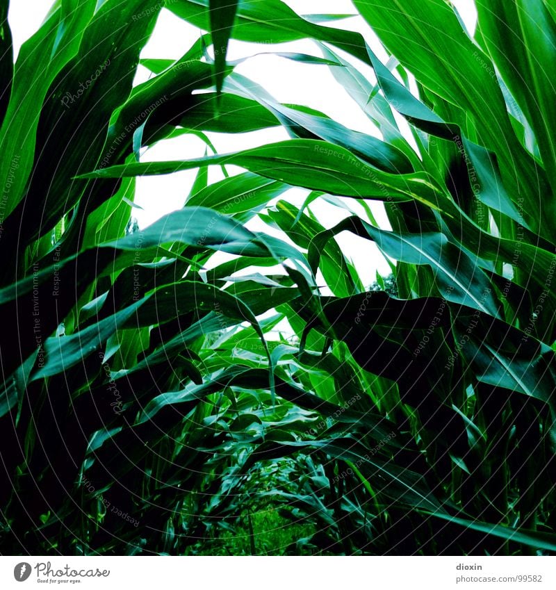 Zea Mays Colour photo Exterior shot Deserted Day Deep depth of field Worm's-eye view Food Grain Nutrition Organic produce Gardening Environment Nature Plant