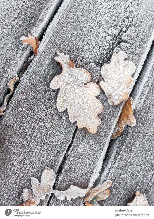 frosty days Nature Plant Autumn Winter Ice Frost Tree Garden Wood Old Cold Brown Transience Change Wooden board Oak tree Oak leaf Wooden floor Seasons