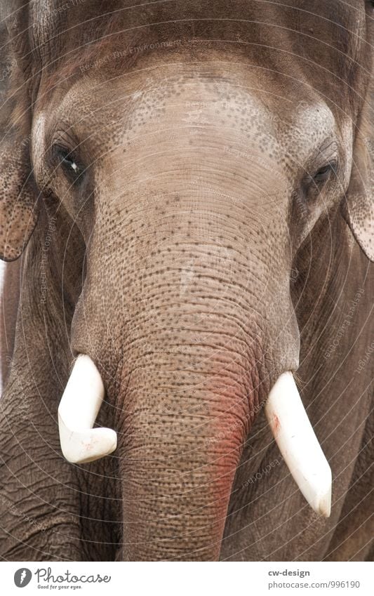 Asian elephant Elephant Elephant skin Elefantears Baby elefant Elephant eye Tusk tusk Trunk Trunk animals proboscidean Elephant Ear Female elefant Bull elephant