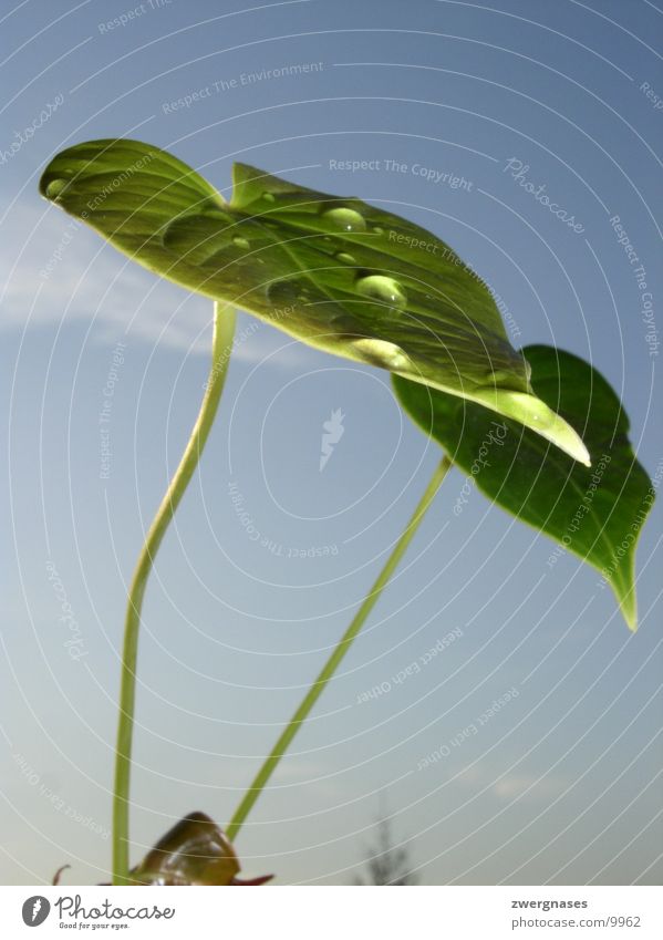 drip, drip sunlight Leaf Plant Drops of water Refraction Glittering Water Sun