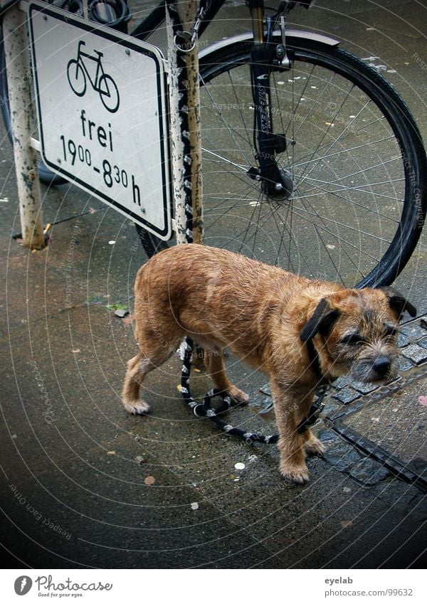 We have to stay outside. Dog Wet Damp Grief Leashed Sidewalk Pet Fork Rain Summer Aggravation Animal Disregard Exposed Pelt Street sign Mammal Signage Weather