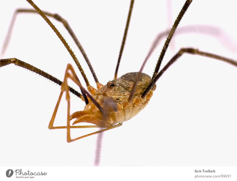 daddy-long-legs Spider Disgust Small Macro (Extreme close-up) Fear Eyes