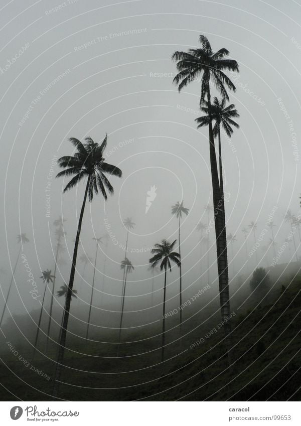 Palm forest II Palm tree Tree Gray Fog Slope Forest Black White Cold Cloud forest Clouds Tree trunk Gloomy Dreary Comfortless Mysterious Mystic Autumn Winter