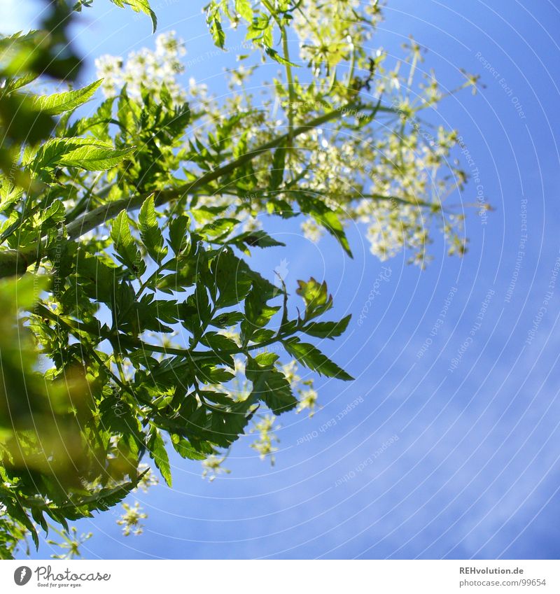 aspire higher Plant Flower Growth Blossom Clouds Ambitious Flourish Brilliant Summer's day Green White Fresh Lighting Meadow Air Beautiful Sky Blue Blossoming