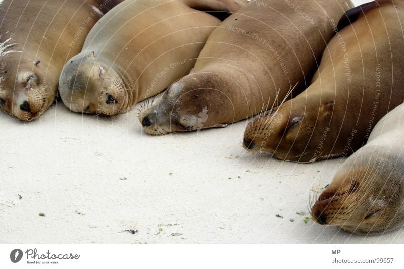 Sleepy Creatures Cozy Harbour seal Seals Beach Oversleep Whisker Calm Contentment Pelt Animal protection Environmental protection Pack Fatigue Comfortable Sand