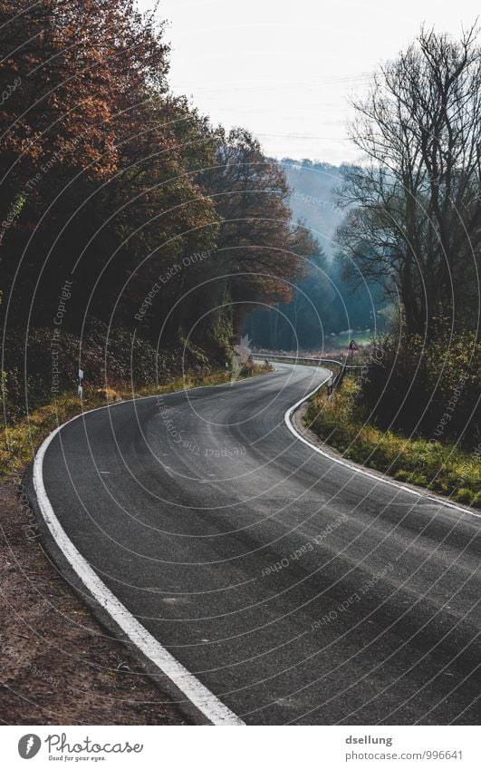 line management Landscape Autumn Forest Traffic infrastructure Motoring Street Curve Driving Dark Cold Round Gloomy Brown Gray Green Black Beginning Loneliness