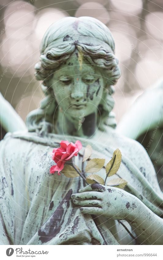 Sad Angel 1/2 Hair and hairstyles Manicure Harmonious Funeral service Feminine Young woman Youth (Young adults) Head Hand Human being Rose Blossom Cemetery