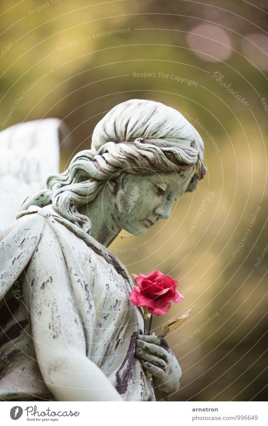 Sad Angel 2/2 Hair and hairstyles Harmonious Funeral service Feminine Young woman Youth (Young adults) Head Hand 1 Human being Rose Blossom Cemetery Ohlsdorf