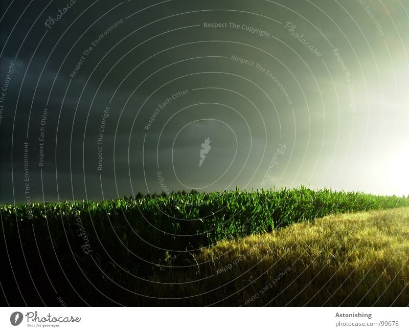 sun vs. darkness Sun Environment Nature Landscape Plant Sky Clouds Storm clouds Horizon Summer Weather Bad weather Rain Thunder and lightning Agricultural crop