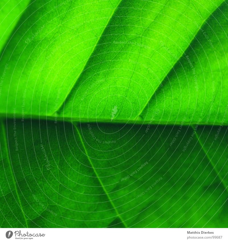 structure Leaf Green Tree Arrangement Hierarchy Border Home country Flat (apartment) Well-being Gaudy Lighting Green undertone Diagonal Carton Normal Summer