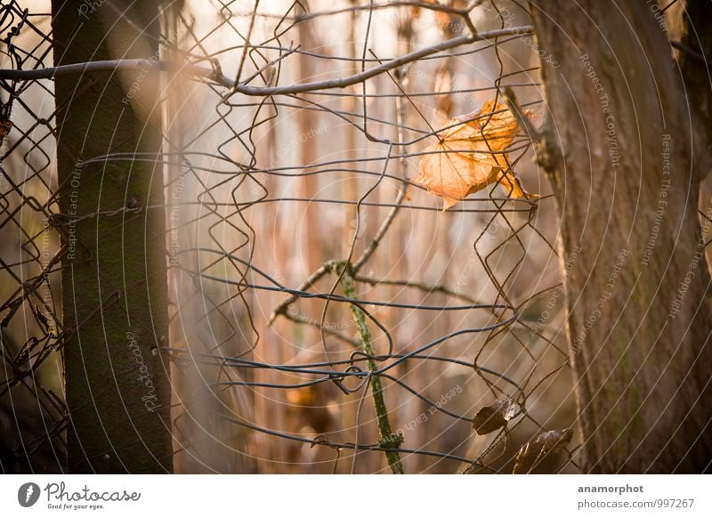 trapped in the astray Nature Landscape Plant Autumn Winter Forest Concrete Wood Metal Rust To fall Catch Sadness Faded To dry up Gloomy Brown Calm Loneliness