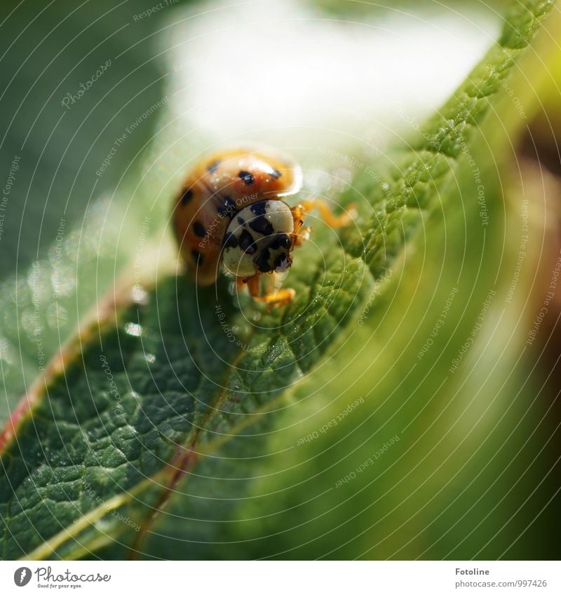 Good luck, Anne! Environment Nature Plant Animal Summer Beautiful weather Leaf Beetle 1 Free Bright Small Natural Green Orange Black Ladybird Crawl Colour photo