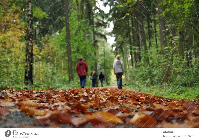 autumn walk Human being Family & Relations Life 4 Environment Nature Landscape Plant Earth Autumn Tree Leaf Forest Natural To go for a walk Autumnal