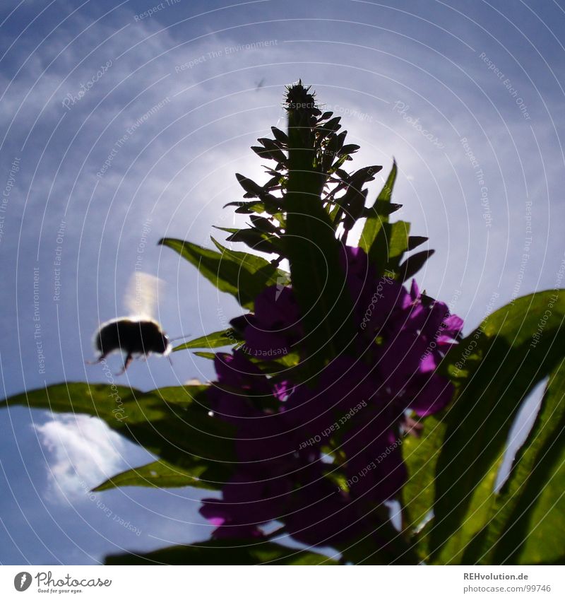 thicker brummer Flower Meadow Back-light Blossom Summer Insect Stamen Collection Clouds Green Violet Bumble bee Worm's-eye view Easy Come Reach Nutrition Plant