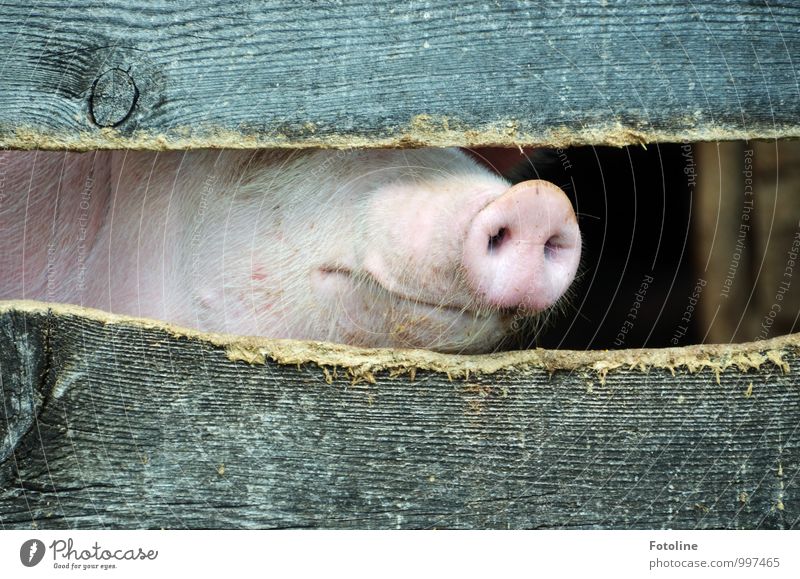 Piggy Babe Environment Nature Animal Farm animal Animal face Pelt 1 Bright Natural Swine Pig head Pig's snout Muzzle Wooden fence Barn Colour photo