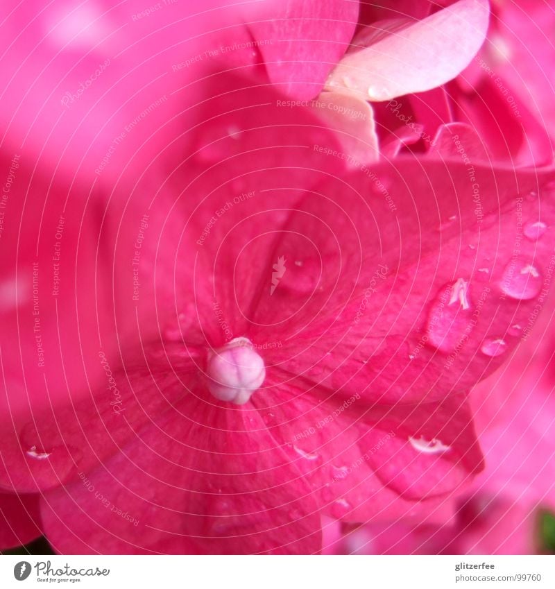 little rose tree Hydrangea Pink Red Purple Summer Blossom Splendid Blur Blossom leave Fairy Macro (Extreme close-up) Close-up Water Drops of water droplet Rope