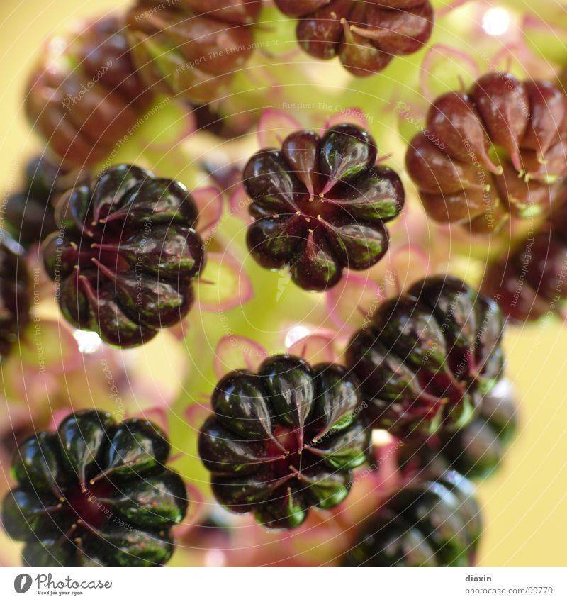 phytolacca Environment Nature Plant Blossom Wild plant Glittering Violet Red Angiosperm kermes berry Triterpen's saponins carnation Colour photo Close-up Detail