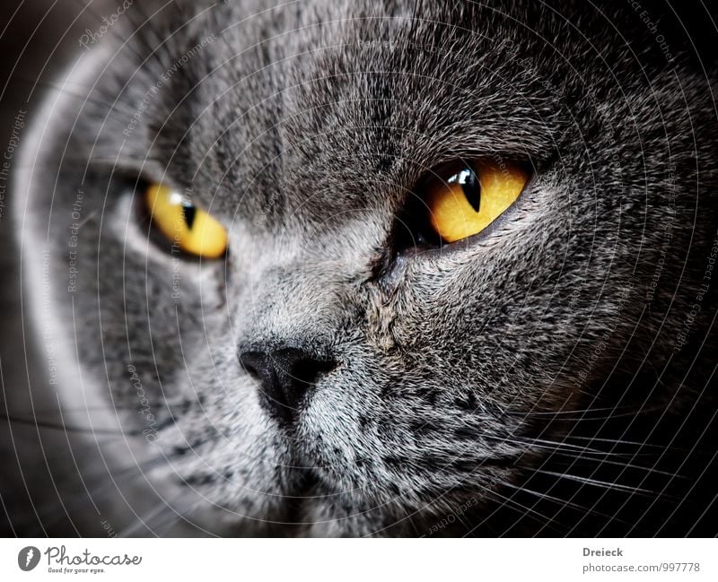 stubborn Animal Pet Cat Animal face Pelt 1 Looking Yellow Gold Gray Colour photo Shallow depth of field Animal portrait Forward