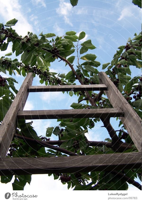 The ascent Cherry Tree Branchage Leaf Wood Shaky Dry Rung Summer Ladder Sky Blue Old Freedom Dangerous Level Above Fruit Stairs