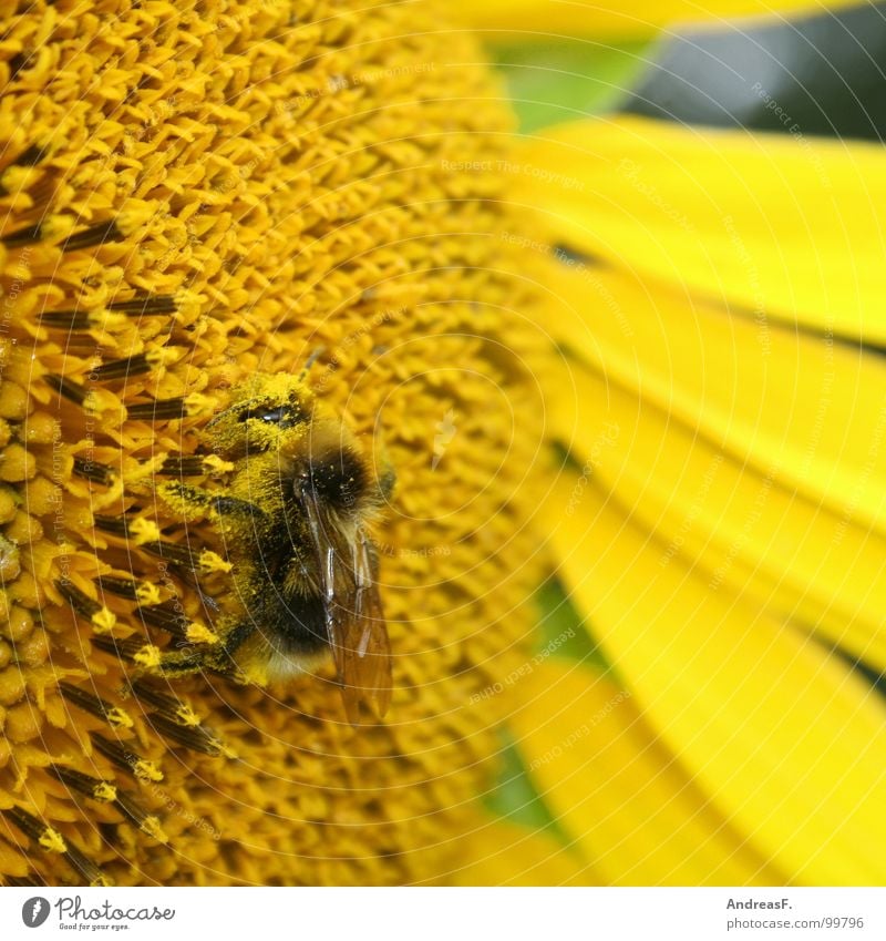 worker bee Bee Bumble bee Flower Blossom Pollen Honey Stamen Bee-keeper Yellow Sunflower Summer Insect Honey bee Nectar Macro (Extreme close-up) Sprinkle