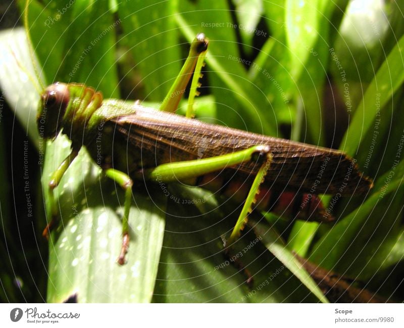 insect Insect Green Hoish cricket