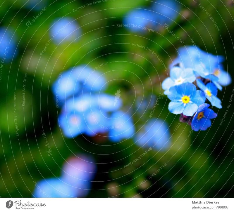 SHINING III Flower Blossom Blur Glittering Glimmer Hover Black Yellow Forget-me-not Balcony Plant Breathe Air Grass Green Meadow Fluorescent substance Atoms