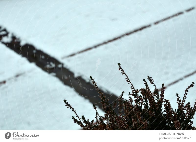 Snow heath (erica carnea) 2 Nature Plant Winter Leaf Blossom Foliage plant winter heath Garden Esthetic Dark Simple Near Beautiful Thorny Gloomy Gray Green