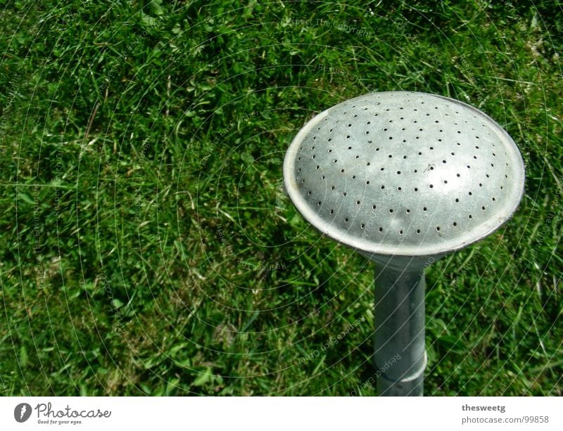 Fungus Nassiterna Watering can Funny Joy Irony Amanita mushroom Mushroom Cast Garden Deception Lawn Vertigo comic Joke punch line Illusion humorous