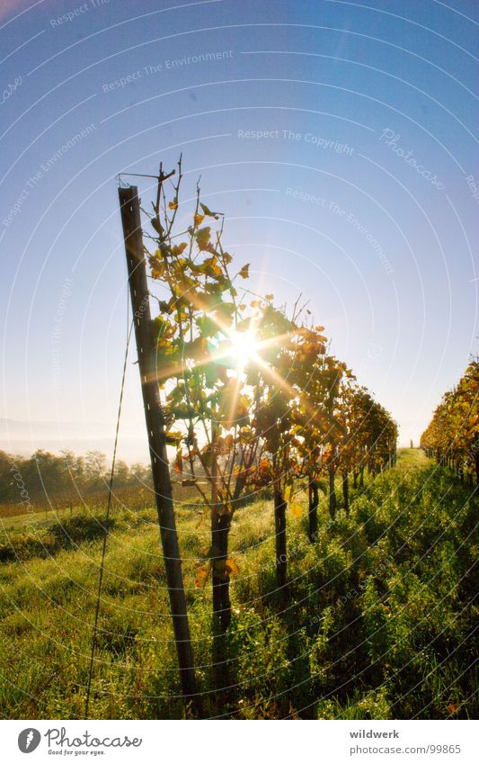 Spoiled by the sun Vine Kaiserstuhl Autumn Green Alcoholic drinks Ihringen Sun Blue