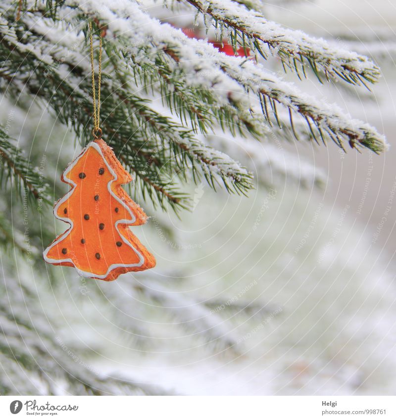 Christmas tree in the snow... Christmas & Advent Environment Nature Plant Winter Snow Tree Wild plant Spruce Twig Fir needle Meadow Decoration Sign Freeze Hang