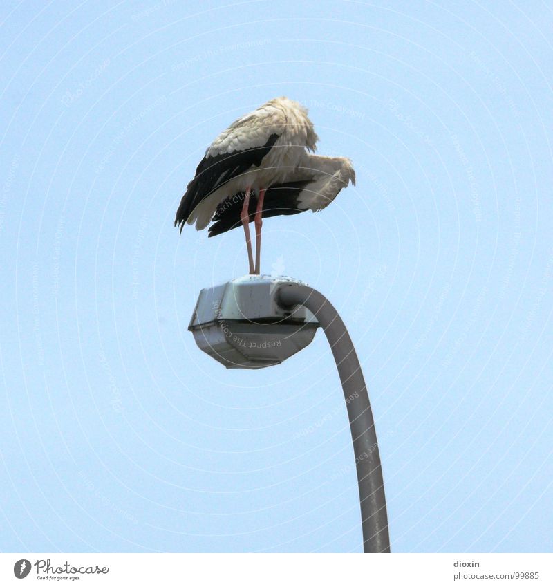 Not Ready For Take Off Colour photo Exterior shot Deserted Copy Space left Copy Space right Copy Space top Neutral Background Day Animal portrait Looking back