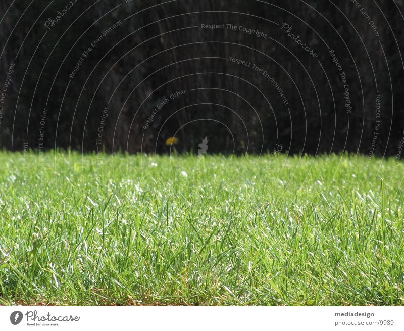 grass Grass Meadow Green Detail Garden Lawn