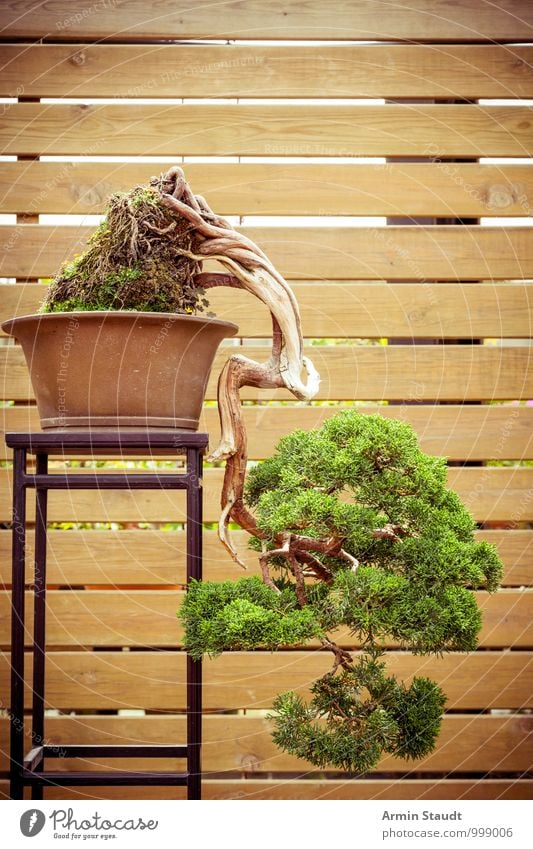 BONSAI! Design Exotic Culture Nature Plant Tree Old Growth Esthetic Exceptional Natural Brown Green Emotions Passion Patient Senior citizen Effort Eternity