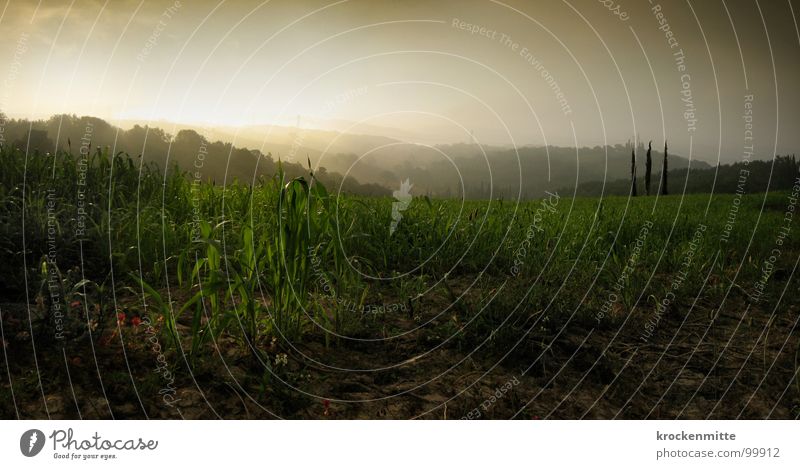 Morning light II Tree Tuscany Italy Forest Twilight Fog Sunrise Back-light Poplar Plant Floor covering Earth Nature