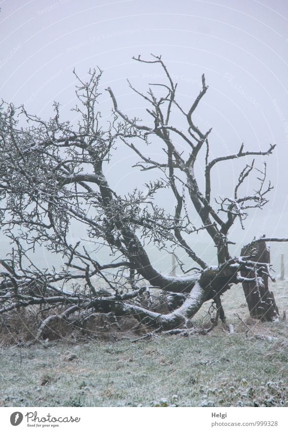 Rest after the storm... Environment Landscape Plant Winter Fog Snow Tree Grass Tree trunk Branch Meadow Freeze Lie Authentic Exceptional Cold Natural Gray Green