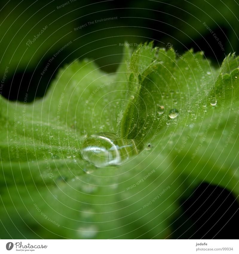 ..raindrops.. Rain Wet Damp Magnifying effect Leaf Green Summer Spring Autumn Fresh Plant Refreshment Pure Rainwater Drizzle Drops of water