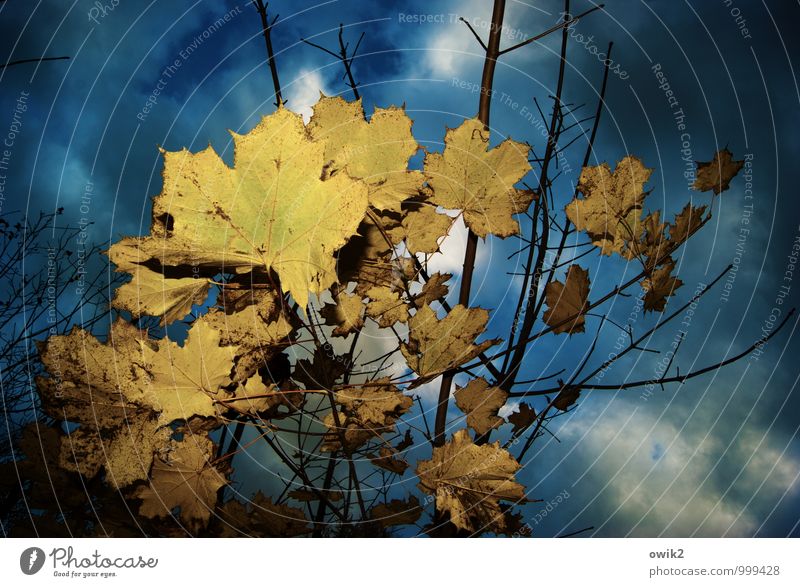 leaf salad Environment Nature Plant Sky Clouds Autumn Leaf Maple leaf Maple tree Maple branch Twigs and branches To dry up Dark Near Dry Autumnal colours