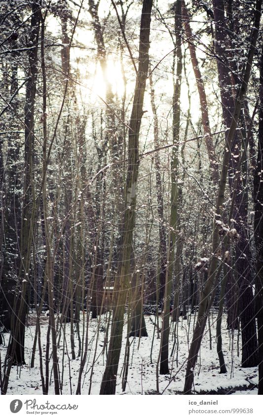 Winter Forest III Environment Nature Plant Beautiful weather Ice Frost Snow Snowfall Tree Romance Calm Style Subdued colour Exterior shot Deserted Twilight