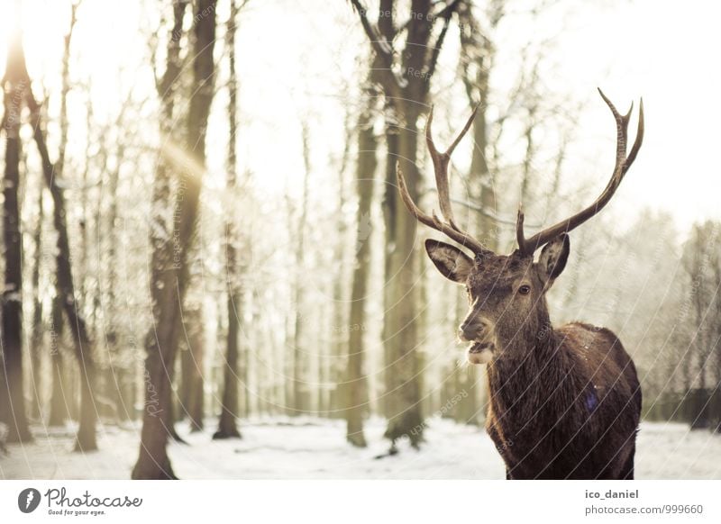 Deer I Nature Sun Winter Climate Climate change Snow Snowfall Forest Animal Wild animal Animal face Pelt Zoo 1 Observe Movement Feeding To enjoy Looking