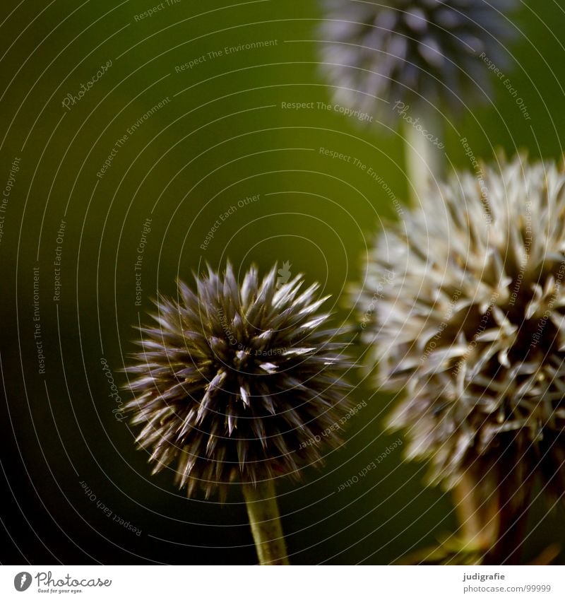 meadow Meadow Round Heathland Herbs and spices Blossom Flower Plant Stalk Brown Black Summer Environment Growth Flourish Beautiful Colour Sphere Point